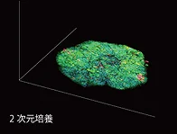 2次元培養の細胞（顕微鏡画像）