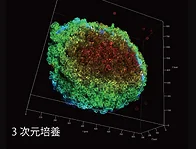 3次元培養の細胞（顕微鏡画像）