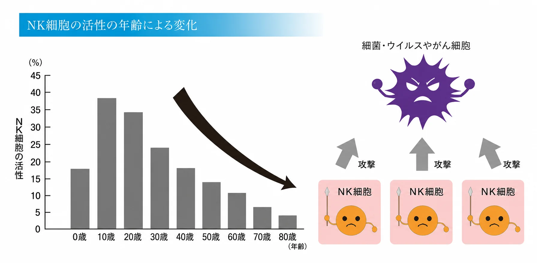 NK細胞の活性の年齢による変化(20歳ごろをピークに加齢とともに低下)