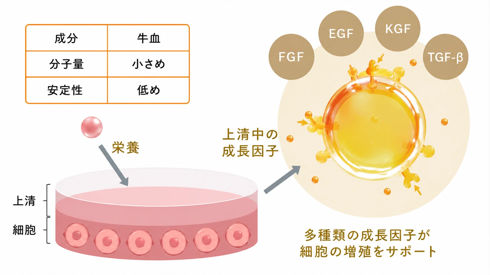 上清中の成長因子（FGF・EGF・KGF・TGF-β など）が細胞の増殖をサポートする図